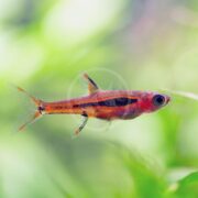 The RASBORA - CHILI Boraras brigittae displays a small, colorful body with orange and black stripes, translucent fins, and a sleek shape as it swims against a blurred green aquatic background.