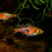 A vibrant RASBORA - ESPEI / LAMBCHOP Trigonostigma espei swims gracefully in an aquarium, its striking orange and blue hues glowing against a dark backdrop of lush green aquatic plants, with another fish partially visible behind.