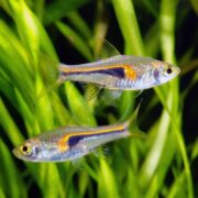 Two small, colorful fish with iridescent blue bodies and orange and yellow stripes swim among bright green aquatic plants in a freshwater aquarium.
