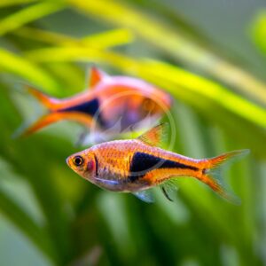 TETRA - RED EYE BALLOON Moenkhausia sanctaefilomenae - Aquatics Unlimited