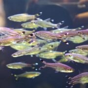 A school of RASBORA - SCISSORTAIL Rasbora trilineata gracefully moves in unison through clear water, their small, translucent bodies showing a hint of iridescence against the dark background.