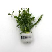 A small green aquatic plant with slender leaves is held together at the roots by a white foam ring wrapped with silver tape, set against a plain white background.