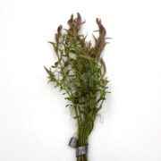 A small bundle of fresh green and purple sprigs of herbs, tied together at the stems with a piece of tape, displayed against a plain white background.