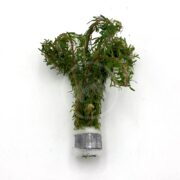 A bundle of green aquatic plants held together at the base with a white foam ring and a metal band, placed on a white background.