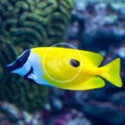The RABBITFISH - ONE SPOT FOXFACE (Siganus unimaculatus) swims near green coral in a blue aquarium, showcasing its vibrant colors, distinctive black and white markings, streamlined body, and unique snout, enhancing the aquatic splendor.