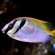 The vividly colored RABBITFISH - TWO BARRED (Siganus virgatus) exhibits a yellow back with white and blue markings and distinctive facial features as it swims against a dark, blurred background. Its slightly translucent fins accentuate its elegant, streamlined shape.