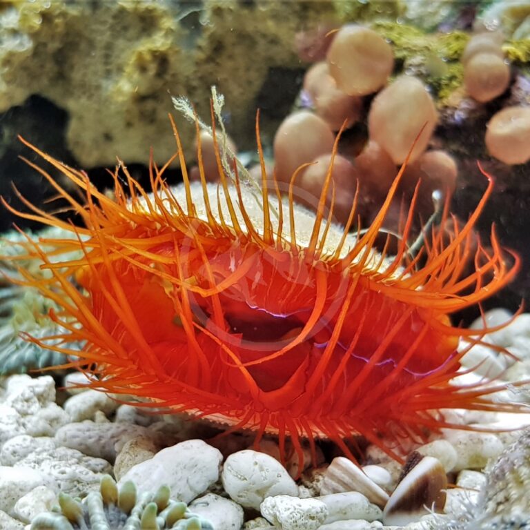 SCALLOP ELECTRIC FLAME Lima sp. Aquatics Unlimited