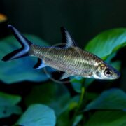 The SHARK - BALA Balantiocheilos melanopterus swims elegantly before green plants, its fins and black-tipped tail contrasting beautifully in the dim aquarium setting.