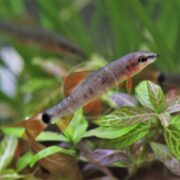 A small SHARK - RAINBOW Epalzeorhynchos frenatum with red fins and a dark tail spot swims gracefully among vibrant green aquatic plants in a freshwater aquarium.