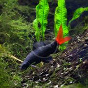 In an aquarium, a SHARK - REDTAIL BLACK (Epalzeorhynchos bicolor) effortlessly swims near driftwood. Its striking red tail and sleek black body stand out against the lush green plants, creating a serene scene.