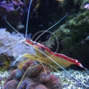 A vibrant SHRIMP - CLEANER Lysmata amboinensis with a bright red stripe and long white antennae perches on a coral reef surrounded by seaweed and captivating marine life.