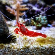 A colorful SHRIMP - FIRE Lysmata debelius with long white antennae rests on the sandy aquarium floor. The background features blurred corals, rock formations, and a striped snail shell.