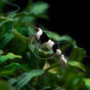 A SHRIMP - FW BLACK BEE / CRYSTAL BLACK Caridina cf. cantonensis rests on vibrant green aquatic leaves in a tank, its contrasting colors strikingly set against the lush greenery.