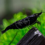 A close-up of a SHRIMP - FW DARK KNIGHT Neocaridina davidi var. Black on wood in an aquarium. Vibrant green aquatic plants blur in the background, highlighting the shrimps vividly visible legs and antennae.