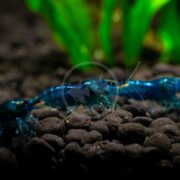 SHRIMP - FW BLUE DREAM Neocaridina davidi var. Blue rest on dark pebbles in the aquarium, with blurred green aquatic plants in the background. Their vibrant, slightly translucent bodies create a striking contrast against the dark substrate.