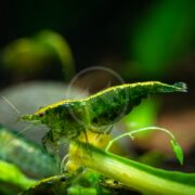 A close-up of a SHRIMP - FW GREEN JADE (Neocaridina davidi var. Green) on a leaf underwater displays its translucent body and internal organs against a backdrop of blurred green aquatic plants.