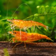 Two SHRIMP - FW ORANGE SUNKIST Neocaridina davidi var. Orange are perched on wood amidst lush greenery, with long antennae and translucent bodies enhancing the aquatic scenes beauty.