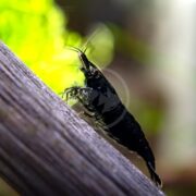 A close-up shows the delicate SHRIMP - FW ROSE BLACK Neocaridina davidi var. Rose Black climbing a wooden surface, its fine legs and intricate antennae contrasting against a blurred green backdrop.