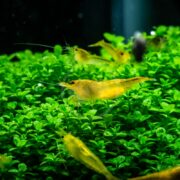 SHRIMP - FW 24K GOLD Neocaridina davidi var. Yellow scuttle across vivid green aquatic plants in a clear aquarium, their bright yellow bodies creating a lively contrast with the lush greenery.