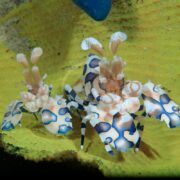 Two vibrant SHRIMP - HARLEQUIN Hymenocera sp. grace a bright yellow coral surface, displaying blue, white, and orange marbled patterns. Their large flat claws and intricate appendages stand out against a speckled tapestry of sand and coral textures.