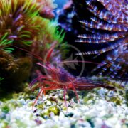 A vibrant SHRIMP - PEPPERMINT from the Lysmata wurdemanni complex with long antennae rests on a pebbly aquarium floor, surrounded by colorful corals and a feathery marine plant, creating a lively underwater scene.