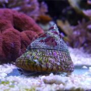 An Astraea tecta snail with a textured conical shell in shades of green, purple, and red rests on white and pink gravel, with blurred coral and aquatic plants in the background.