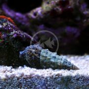 A small SNAIL - CERITH Cerithium sp., with a conical, textured shell, glides over gravel in an aquarium adorned with vibrant purple and red coral.