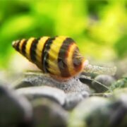Close-up of a vibrant black and yellow striped SNAIL - FW ASSASSIN Clea helena crawling on pebbles, set against a lush backdrop of blurred green foliage.