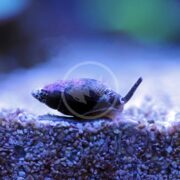 Close-up of a small SNAIL - NASSARIUS Nassarius sp. with a pointed shell, moving across a textured surface of tiny pebbles. The image displays cool blue tones, evoking an underwater atmosphere, as the snails antennae extend forward.