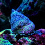 The SNAIL - TROCHUS Trochus sp. features a textured conical shell that gleams with iridescent blue and purple tones under bright light, perched on colorful coral in an aquarium. A blurred background accentuates the snails vivid details.