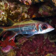 A SQUIRREL - CLEARFIN Neoniphon argenteus, adorned with red and blue stripes, swims near a coral reef. Its large eyes and spiky dorsal fin contrast beautifully against the vibrant pink and green corals, showcasing the natural beauty of this species.