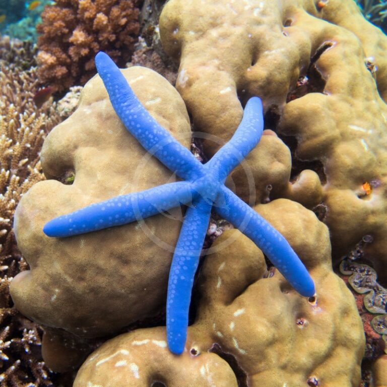 STARFISH BLUE LINCKIA Linckia laevigata Aquatics Unlimited