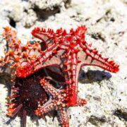 The STARFISH - RED KNOB Protoreaster linckii, with its spiky protrusions, rests on a textured rock beside a dark sea urchin, creating a striking contrast against the natural stone background.