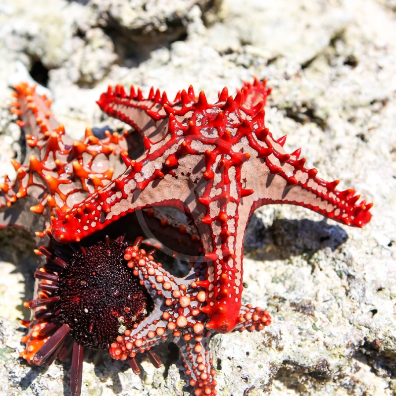 African Red Knob (Red Tip) Starfish
