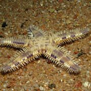 A starfish rests on a pebbly seabed, its spiky arms revealing an underside with white and light purple hues, reminiscent of the STARFISH - WHITE SAND SIFTING Astropecten polycanthus, complete with small spines along its arm edges.