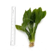 A bunch of fresh, green SWORD - AMAZON Echinodorus bleheri with roots is displayed next to an upright ruler on a white background, providing a scale for leaf size measurement.