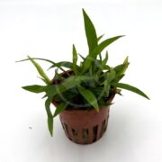 A small aquatic plant with long, slender green leaves grows in a brown plastic pot with vertical slits, set against a plain white background.