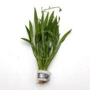 A small bunch of green aquatic plant stems with narrow leaves, bundled together at the roots with a white band, displayed on a white background.