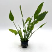 A small potted plant with long, slender green leaves emerging from a black plastic container. Some white roots are visible at the base against a plain white background.