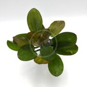 A potted SWORD - HARBICH Echinodorus harbich with large, oval green leaves sits against a plain white background, viewed from above. The glossy leaf surface reflects light, highlighting its healthy and vibrant look.