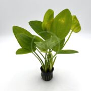 A small potted aquatic plant with broad, oval-shaped green leaves, displayed against a plain white background.