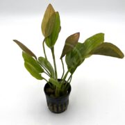 A small SWORD - ROSE Echinodorus rose plant with predominantly green elongated leaves featuring subtle brownish-red hues, housed in a black plastic pot on a plain white background.