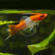 A vibrant SWORDTAIL - KOHAKU / SANTA CLAUS KOI Xiphophorous hellerii with translucent tail and fins gracefully swims near the water’s surface in an aquarium, green plants softly blurring in the background.