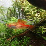The SWORDTAIL - PINEAPPLE Xiphophorous hellerii swims gracefully, its vivid colors shimmering near green plants. Its elongated tail complements the lush foliage and brown substrate beautifully.