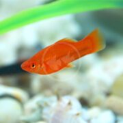 A SWORDTAIL - RED VELVET Xiphophorous hellerii glides gracefully near the aquariums bottom, where a sandy substrate with blurred rocks and aquatic plants creates a natural habitat for this vibrant fish.