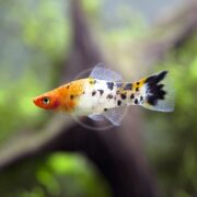 SWORDTAIL - SANKE / TRICOLOR KOI Xiphophorous hellerii, featuring vibrant orange, black, and white patterns, swim elegantly through a greenish aquatic setting.