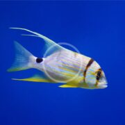A vibrant SNAPPER - HI FIN Symphorichthys spilurus, with its yellow and blue body, large fins, and a distinct black spot near the tail, gracefully swims against a blue backdrop.