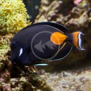 Close-up of the TANG - ACHILLES Acanthurus achilles swimming near a coral reef, showing white markings near its gills and a bright orange tail with white and black bands, set against vibrant coral formations.