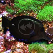A TANG - BLACK LONGNOSE Zebrasoma rostratum swims gracefully in a vibrant coral reef aquarium, its distinctive shape and patterns striking against the colorful corals and algae.