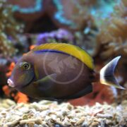The TANG - BLACK SPOT BARIENE Acanthurus bariene, a vibrant tropical fish with blue and yellow hues, swims near a coral reef. It features a distinct yellow fin and streamlined body against a blurred coral background in various shades.